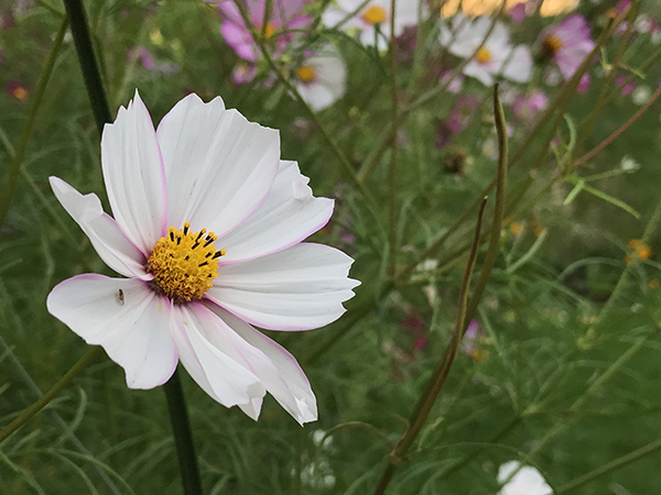 iPhone 7 Plus外景拍攝