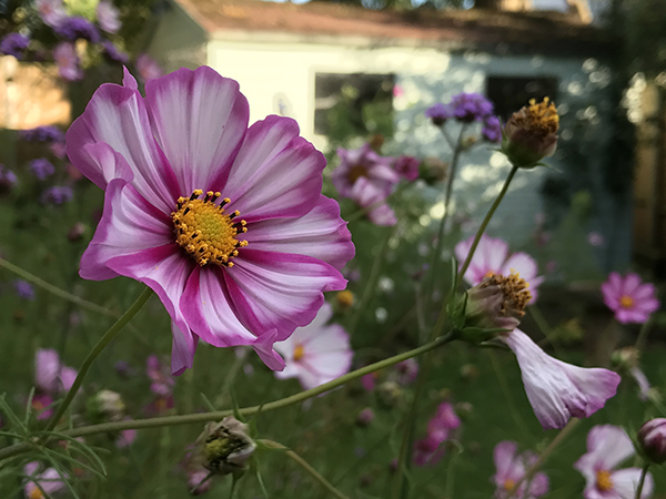 iPhone 7 Plus外景拍攝