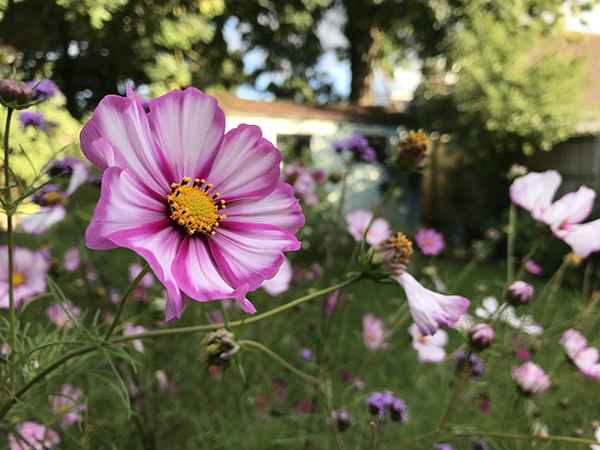 iPhone 7 Plus外景拍攝