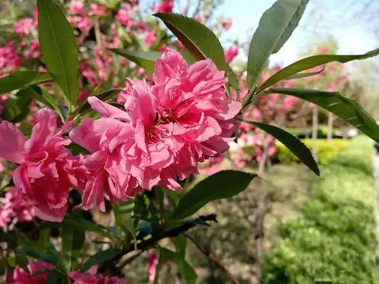 國美K1評測:一流設(shè)計手感配虹膜識別