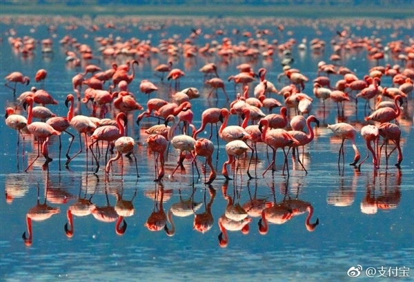 支付寶拿下非洲最富國家 南非觀光巴士可支付寶買票