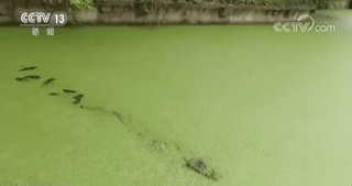 揚(yáng)子鱷保護(hù)區(qū)遭科大訊飛侵占 當(dāng)?shù)毓賳T:誰(shuí)說(shuō)不能占