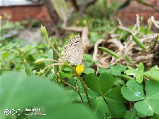 全新vivo S1上手：時尚、實(shí)力完美邂逅，體驗(yàn)超預(yù)期