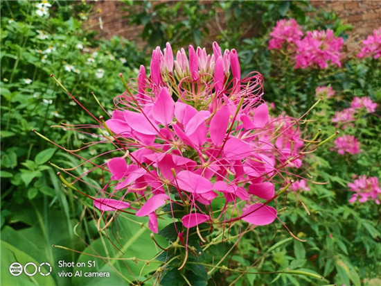 全新vivo S1上手：時尚、實(shí)力完美邂逅，體驗(yàn)超預(yù)期