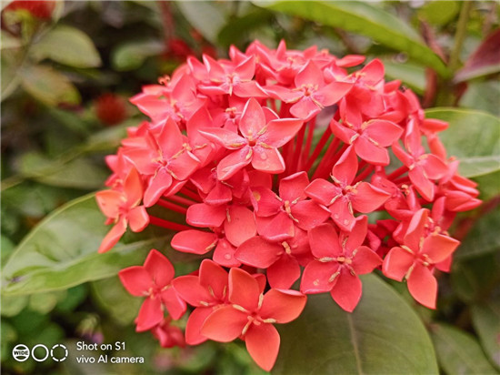 潮美外觀+全新拍照體驗(yàn)！vivo S1寵愛粉照亮你的美