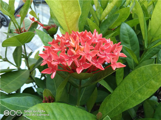 vivo U3x堪稱千元優(yōu)品機(jī)領(lǐng)頭羊