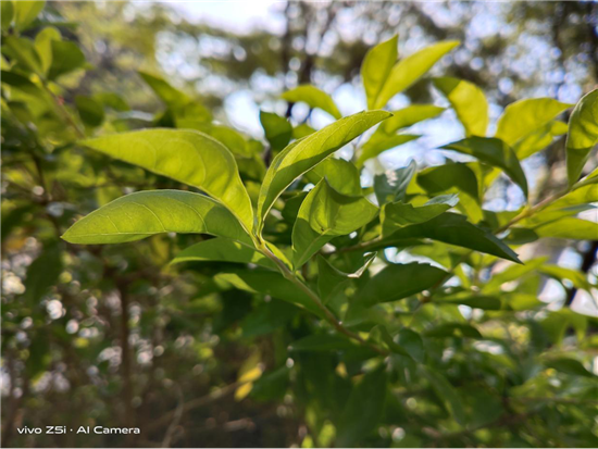 vivo Z系列又一力作，集外觀與拍照于一體vivo Z5i實(shí)力優(yōu)秀